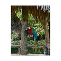 Tropical Macaw Satin Poster — Colorful Parrot Wall Art (210gsm)