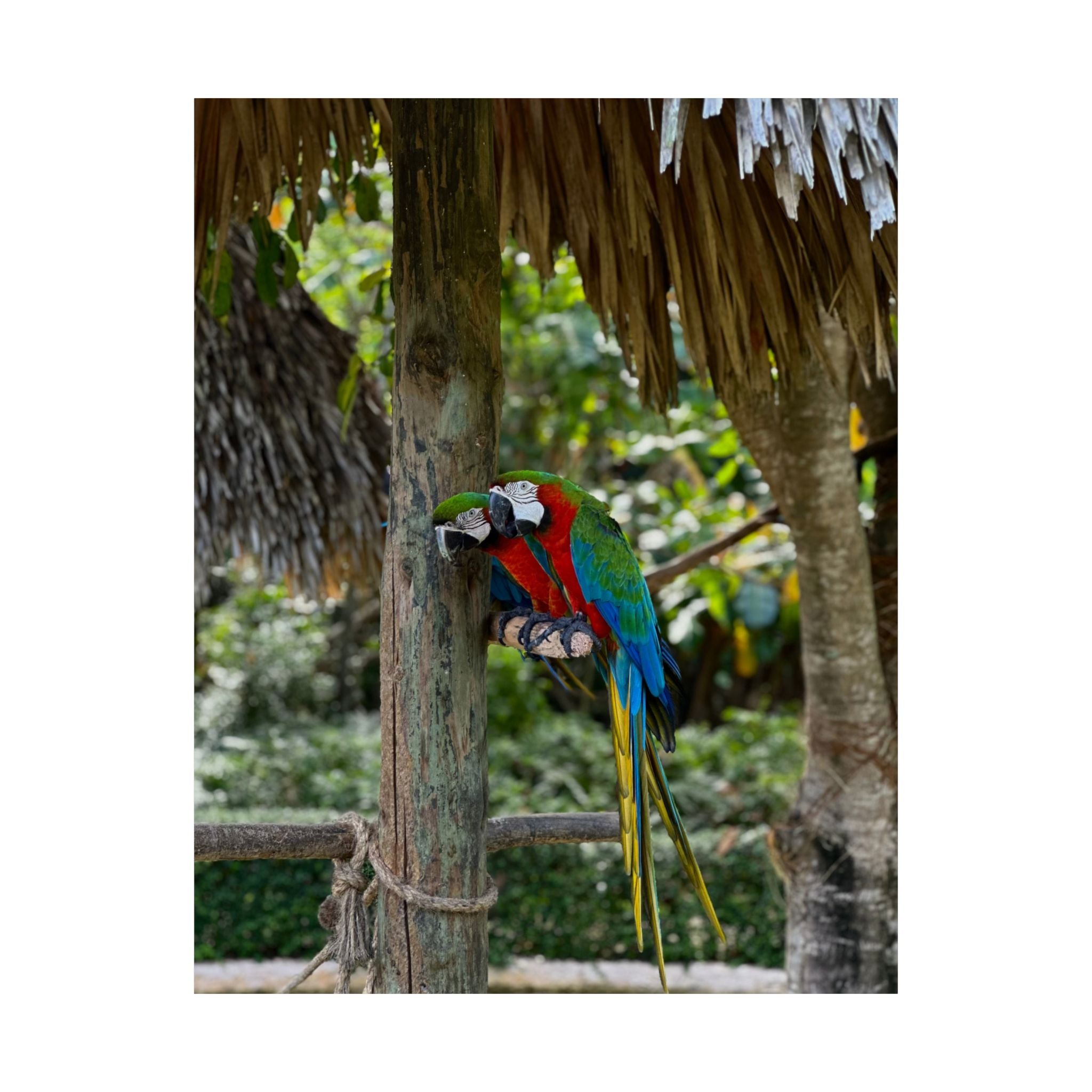 Tropical Macaw Satin Poster — Colorful Parrot Wall Art (210gsm)
