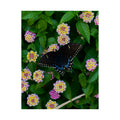 Butterfly & Lantana Satin Poster — Vibrant Floral Wall Art