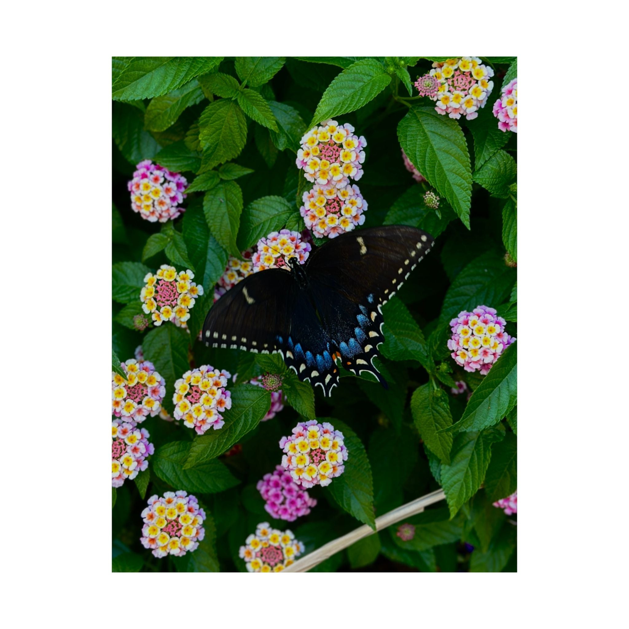 Butterfly & Lantana Satin Poster — Vibrant Floral Wall Art