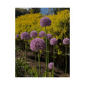 Allium Flower Satin Poster — Purple Garden Botanical Print