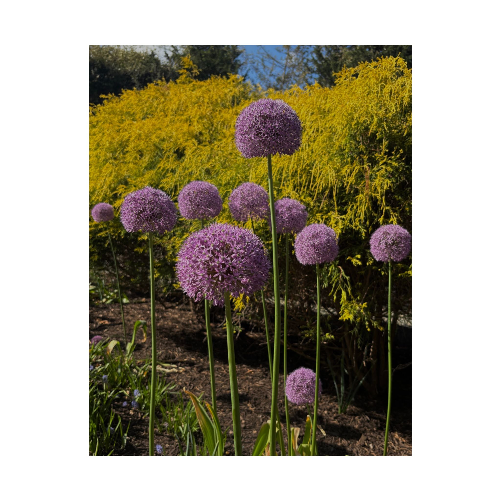 Allium Flower Satin Poster — Purple Garden Botanical Print
