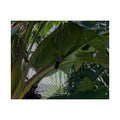 Tropical Woodpecker Satin Poster – Lush Jungle Wall Art (210gsm)