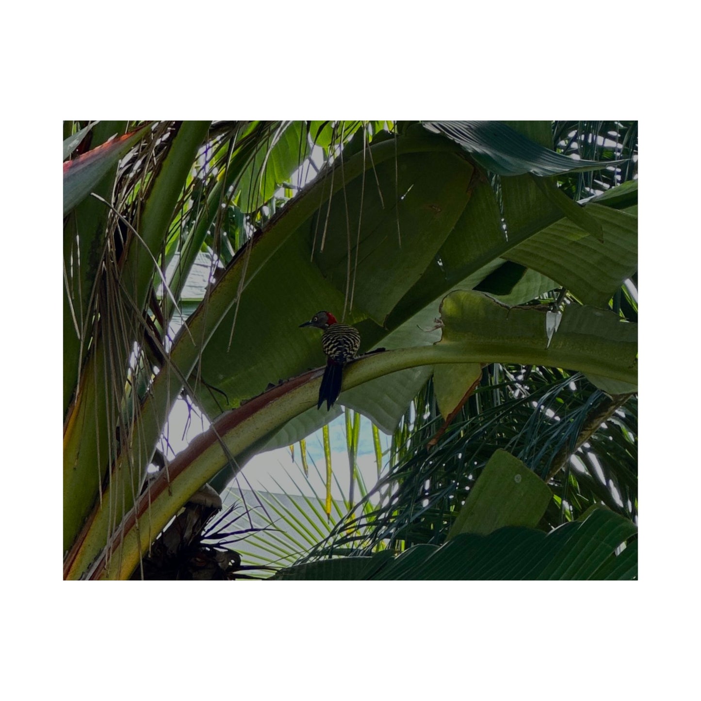 Tropical Toucan Satin Poster – Lush Jungle Wall Art (210gsm)