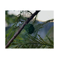 Tree Satin Poster (210gsm)