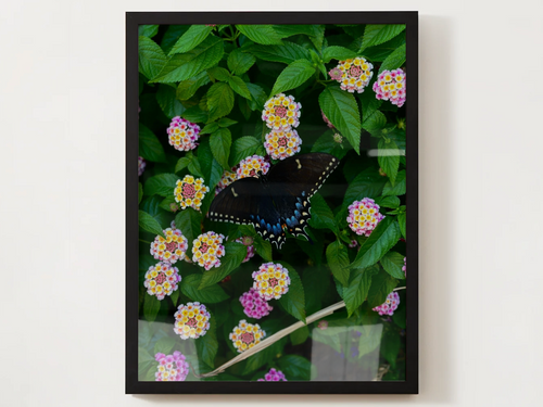 Butterfly & Lantana Satin Poster — Vibrant Floral Wall Art