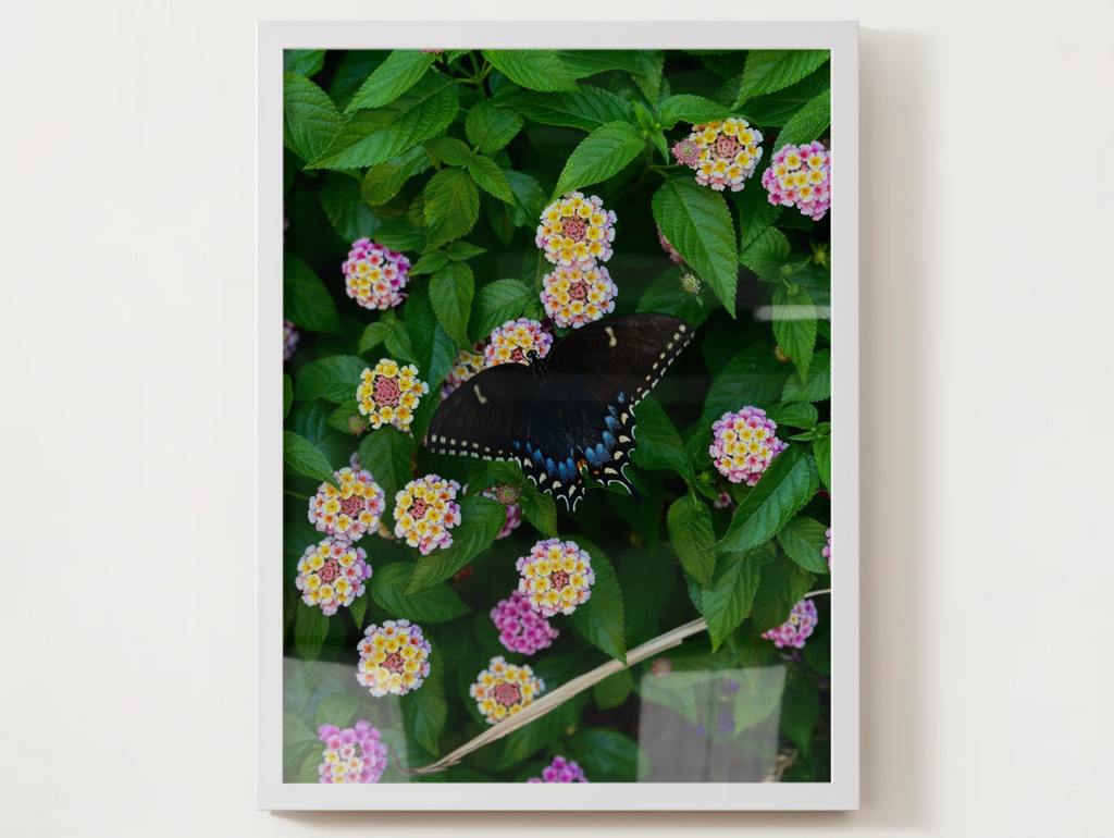 Butterfly & Lantana Satin Poster — Vibrant Floral Wall Art