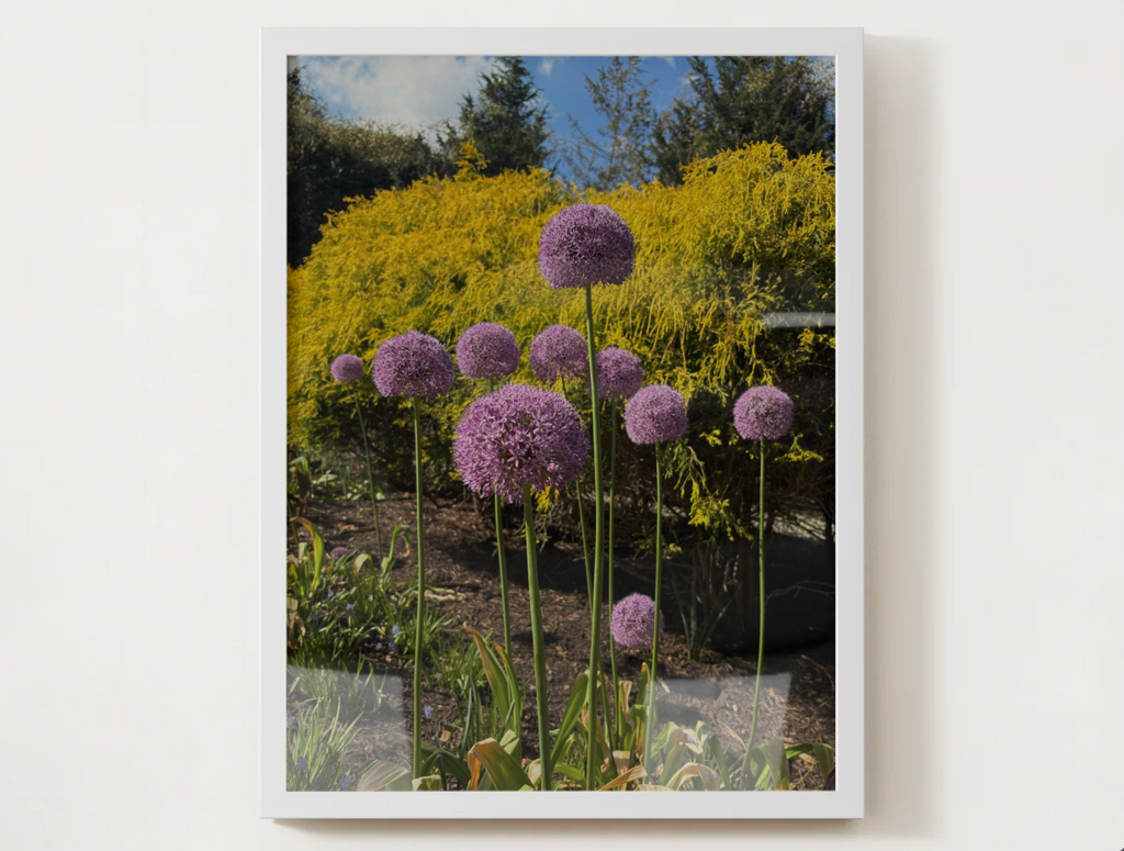 Allium Flower Satin Poster — Purple Garden Botanical Print