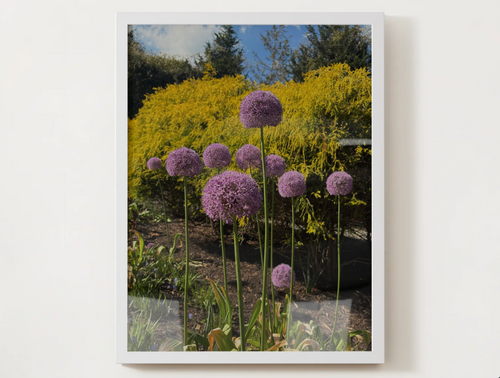 Allium Flower Satin Poster — Purple Garden Botanical Print