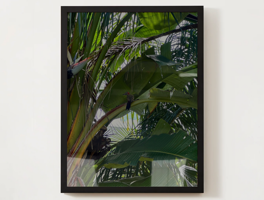 Tropical Woodpecker Satin Poster – Lush Jungle Wall Art (210gsm)